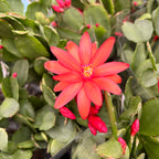 Rhipsalidopsis gaertneri (pasztellvirág)