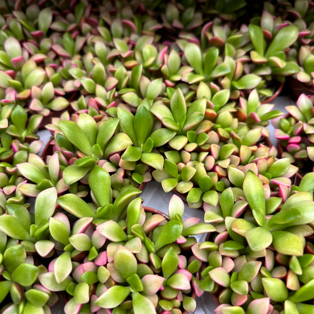 Anacampseros rufescens 'Amanecer'