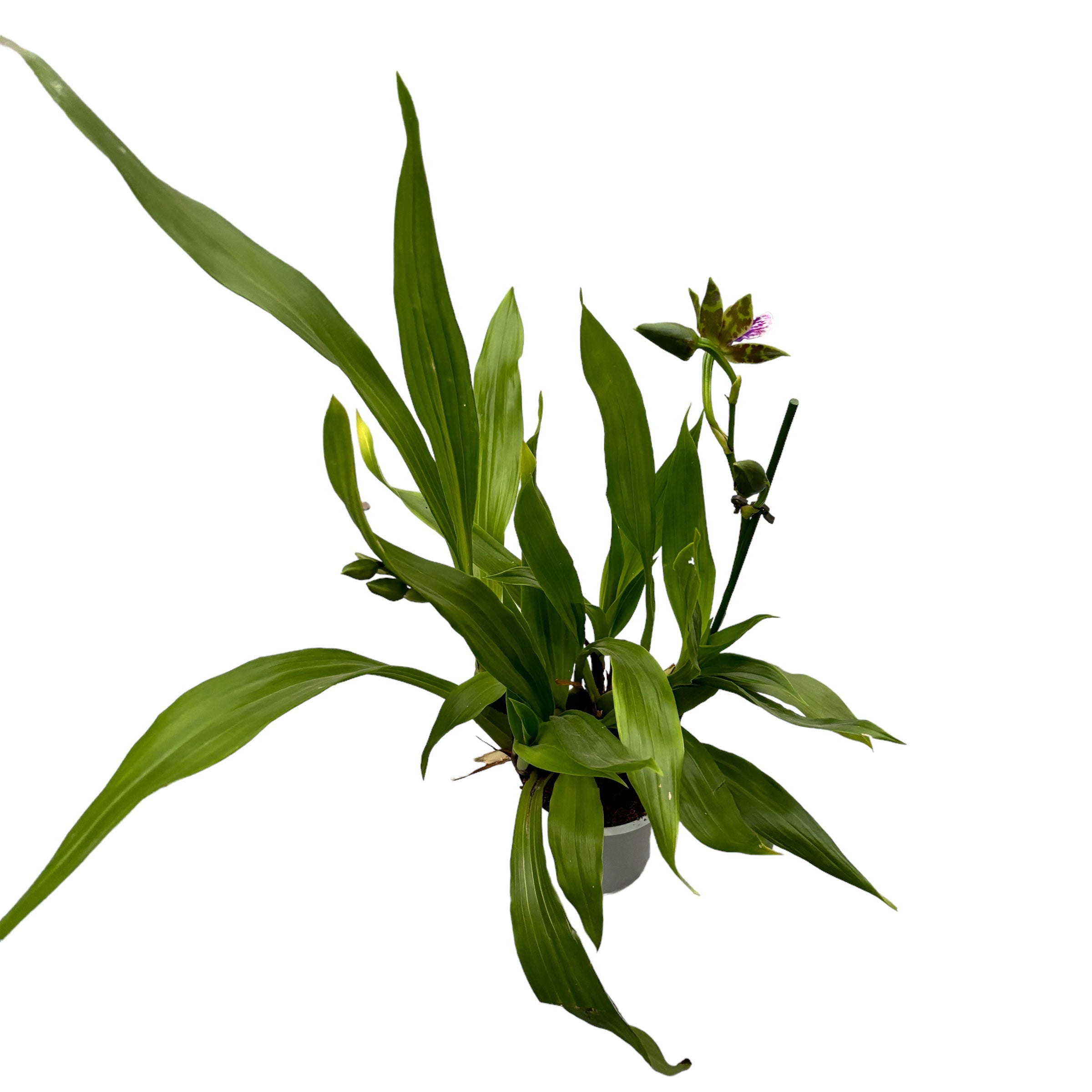 Zygopetalum ibrido - esemplare XL (fiori profumati)