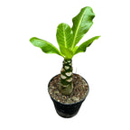 Brighamia insignis (Hawaiian Palm Tree)