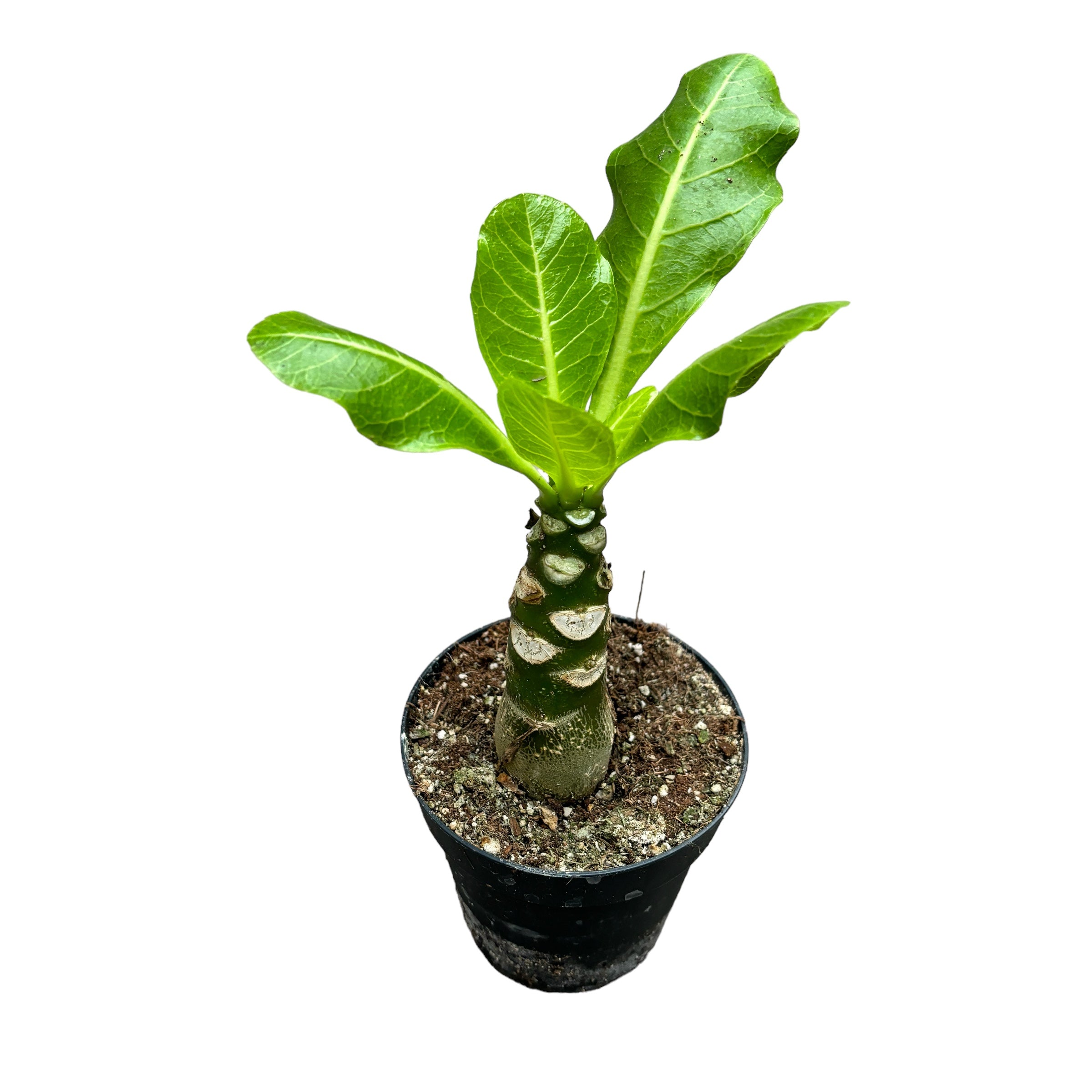 Brighamia insignis (Hawaiian Palm Tree)