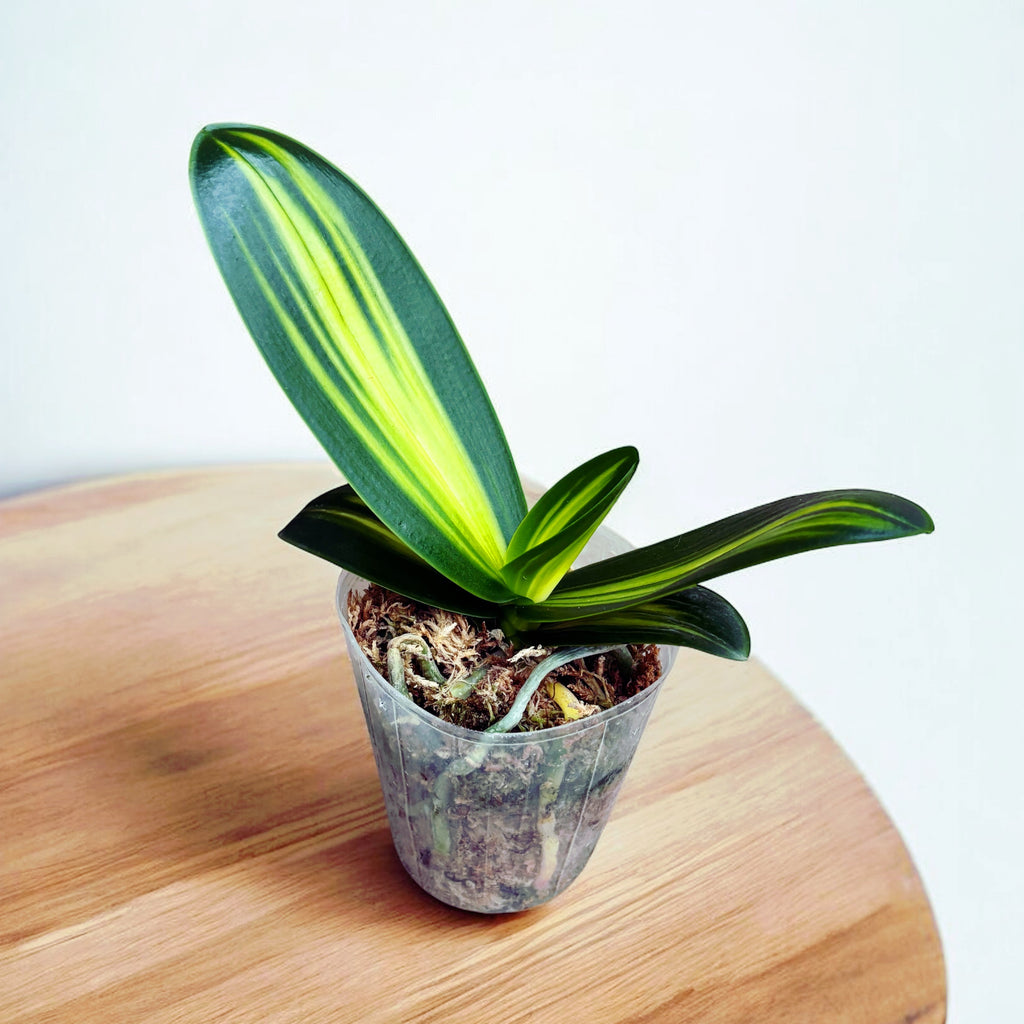 Phalaenopsis amabilis 'Variegata' (binnenste bonte tekening)