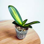 Phalaenopsis amabilis 'Variegata' (unutarnja šarenost)