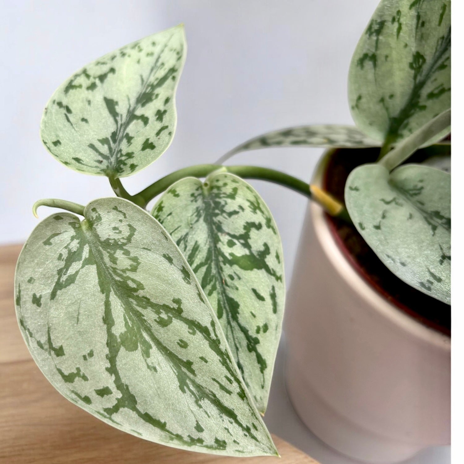 Scindapsus ‘Silver Lady’ – eleganta tropicala cu frunzis argintiu-pictat