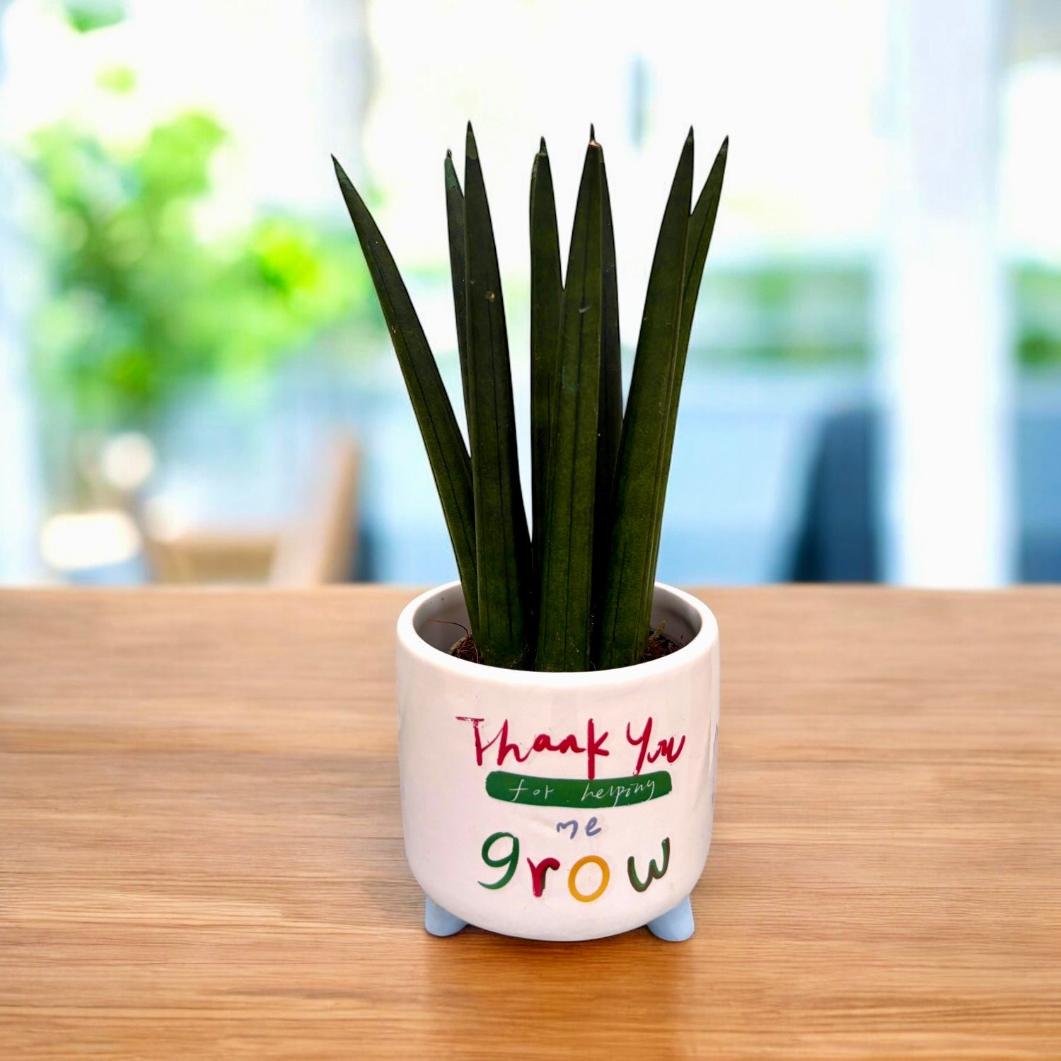 Sansevieria cylindrica gerade – Secret Garden Plant Shop