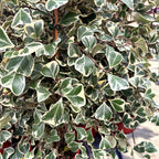 Ficus triangularis 'Sweetheart' variegata