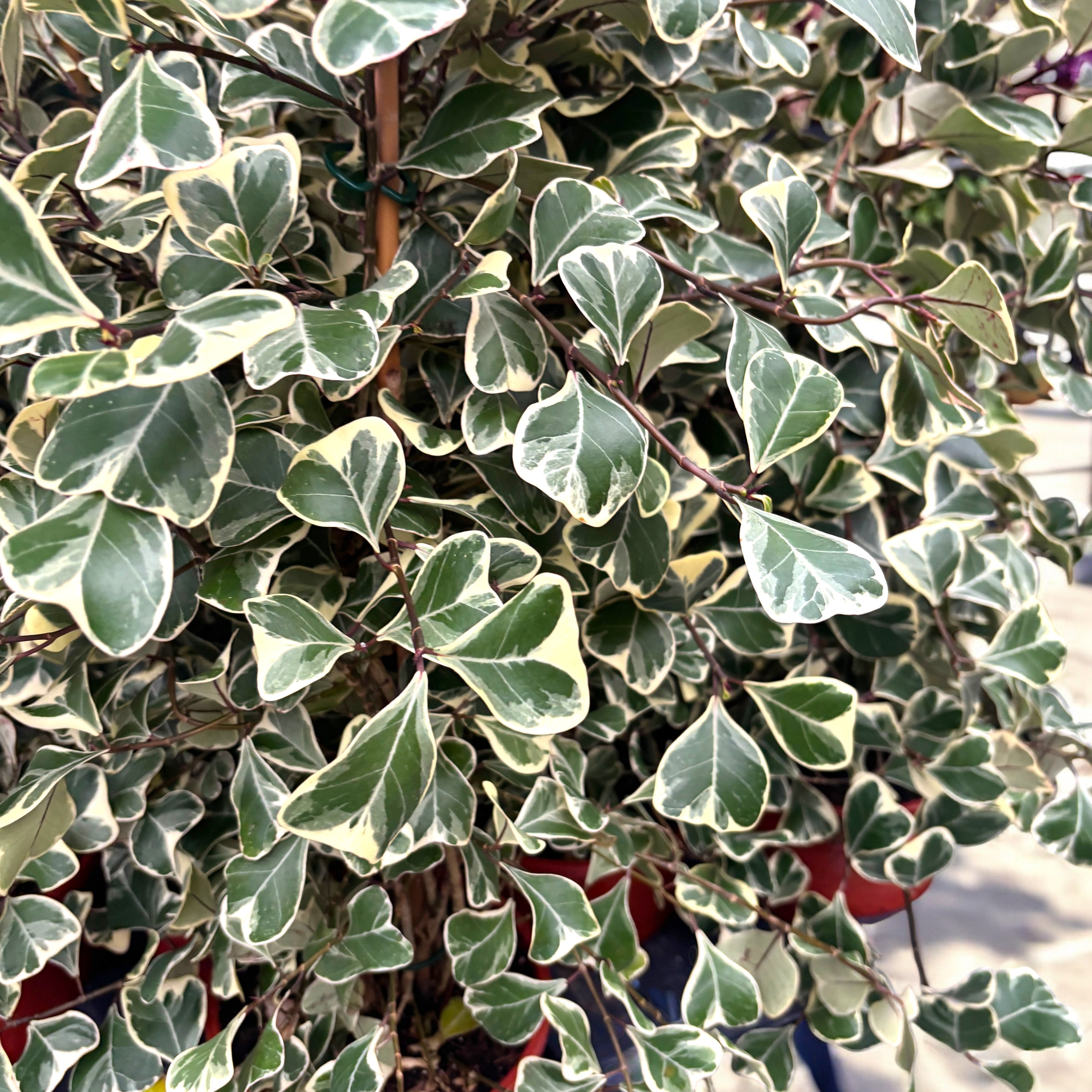 Ficus triangularis 'Sweetheart' variegata