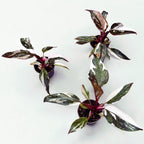 Philodendron 'Red Anderson' (bab növény)