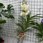 Vanda Tayanee White med terrakottakruka (Ansu)