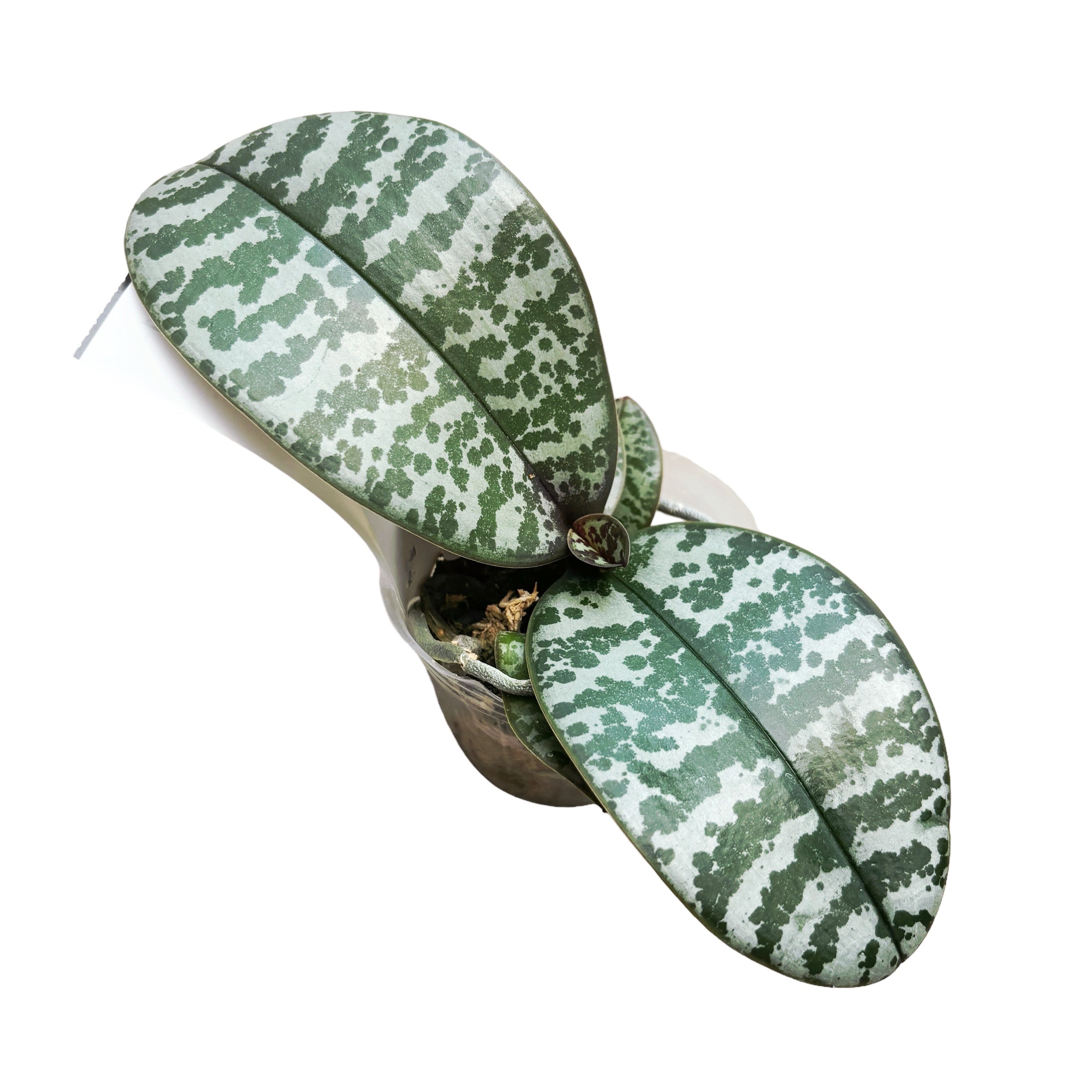 Phalaenopsis schilleriana 'MSH' parfumata