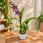 Beallara Marfitch 'Howards Dream'