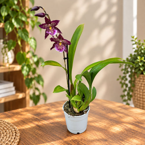 Beallara Marfitch 'Howards Dream'