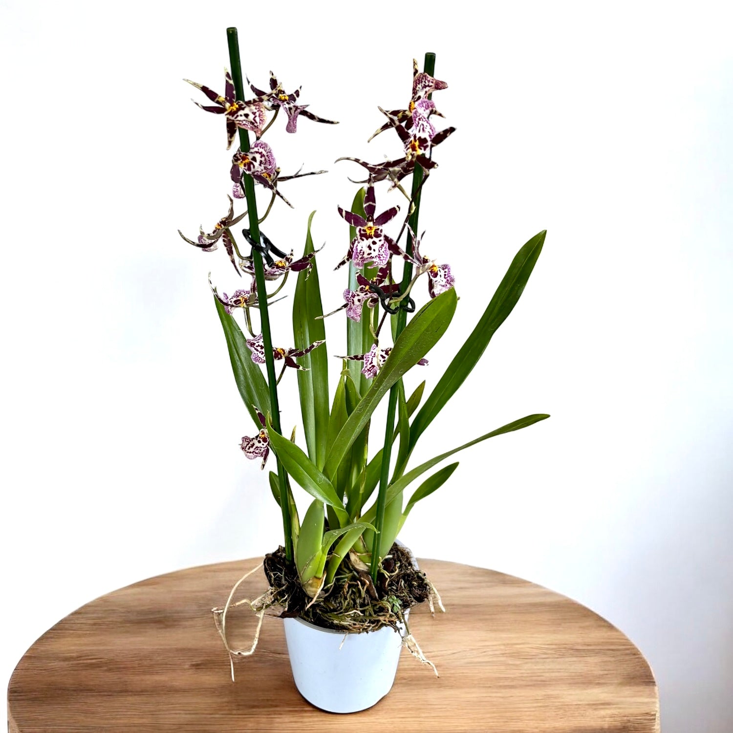 Oncidium (Cyrtocidium) Holm’s Wizard  - var. #09 -  flori intens parfumate