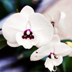 Phalaenopsis Charming Panda '1224'