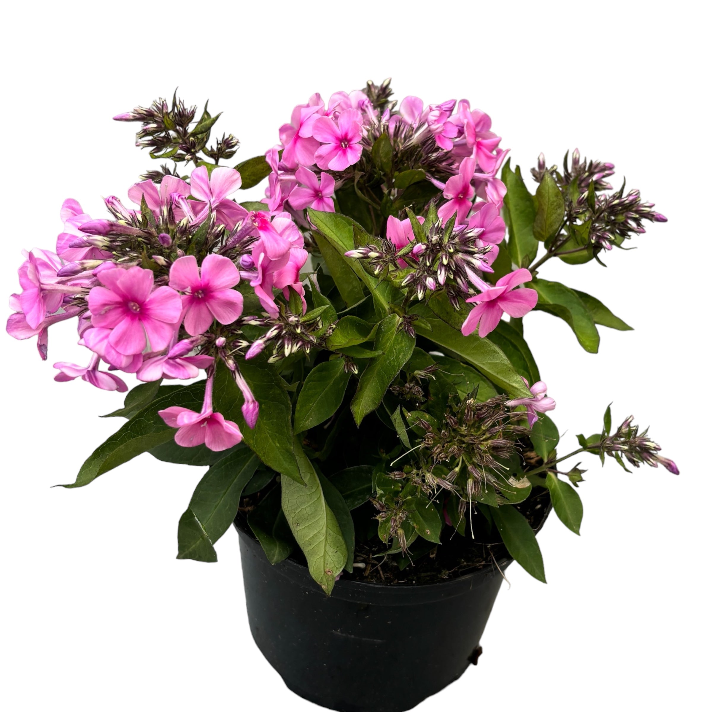 Phlox paniculata 'Famous Pink' de gradina (flori parfumate)