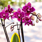 Phalaenopsis Chia E Yenlin (frunze variegate) - flori pelorice Butterfly
