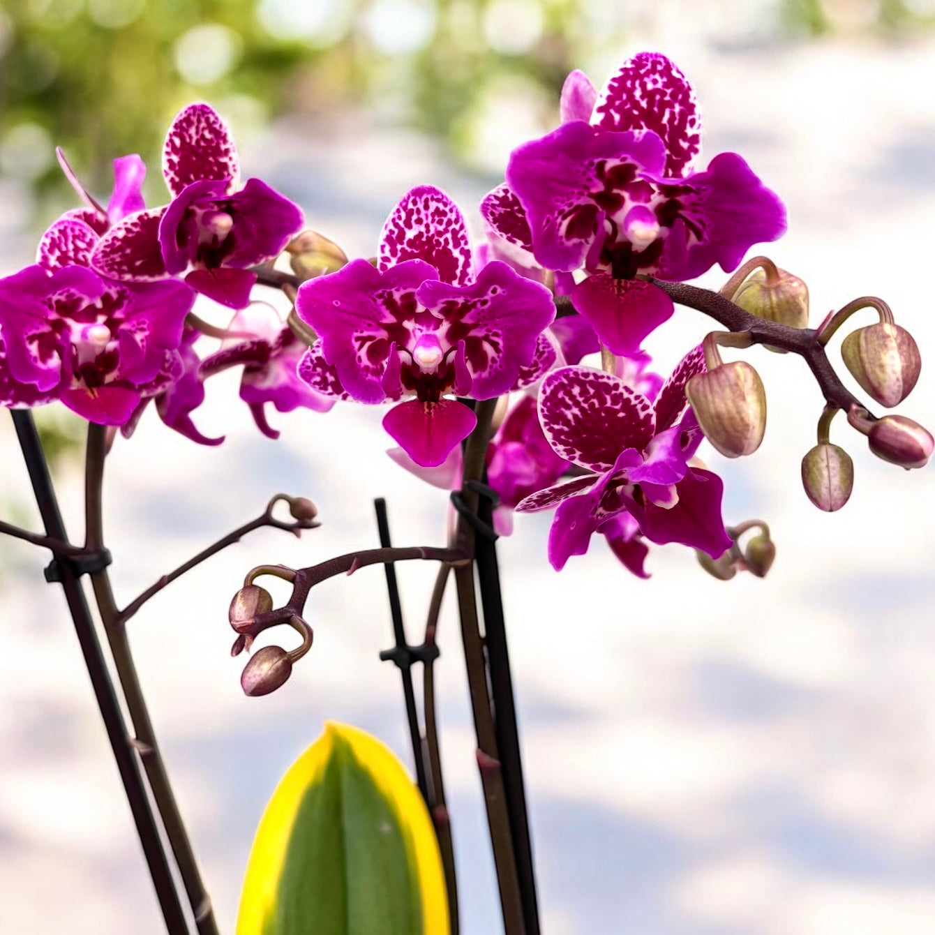 Phalaenopsis Chia E Yenlin (frunze variegate) - flori pelorice Butterfly