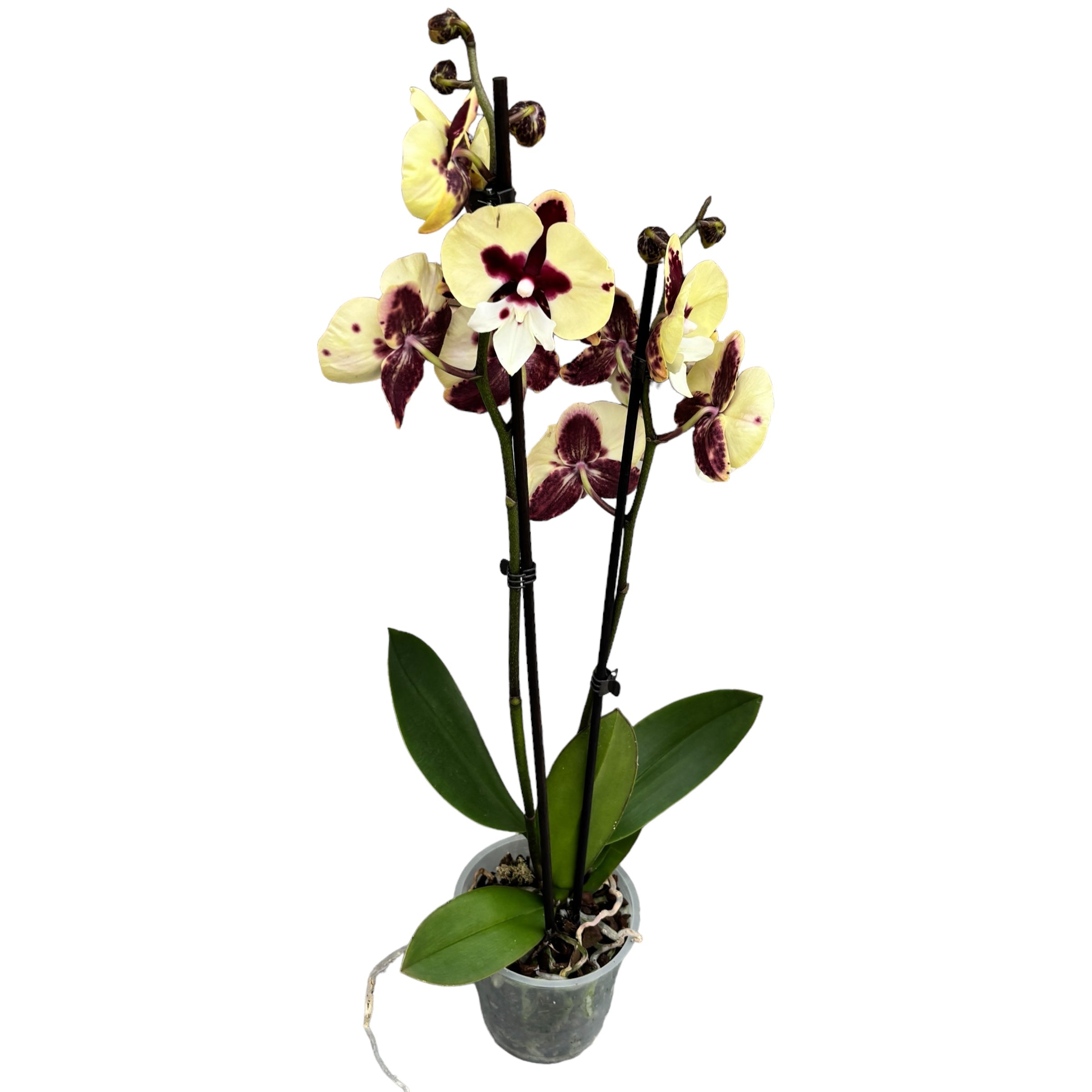 Phalaenopsis ‘Limited #75’ big lip