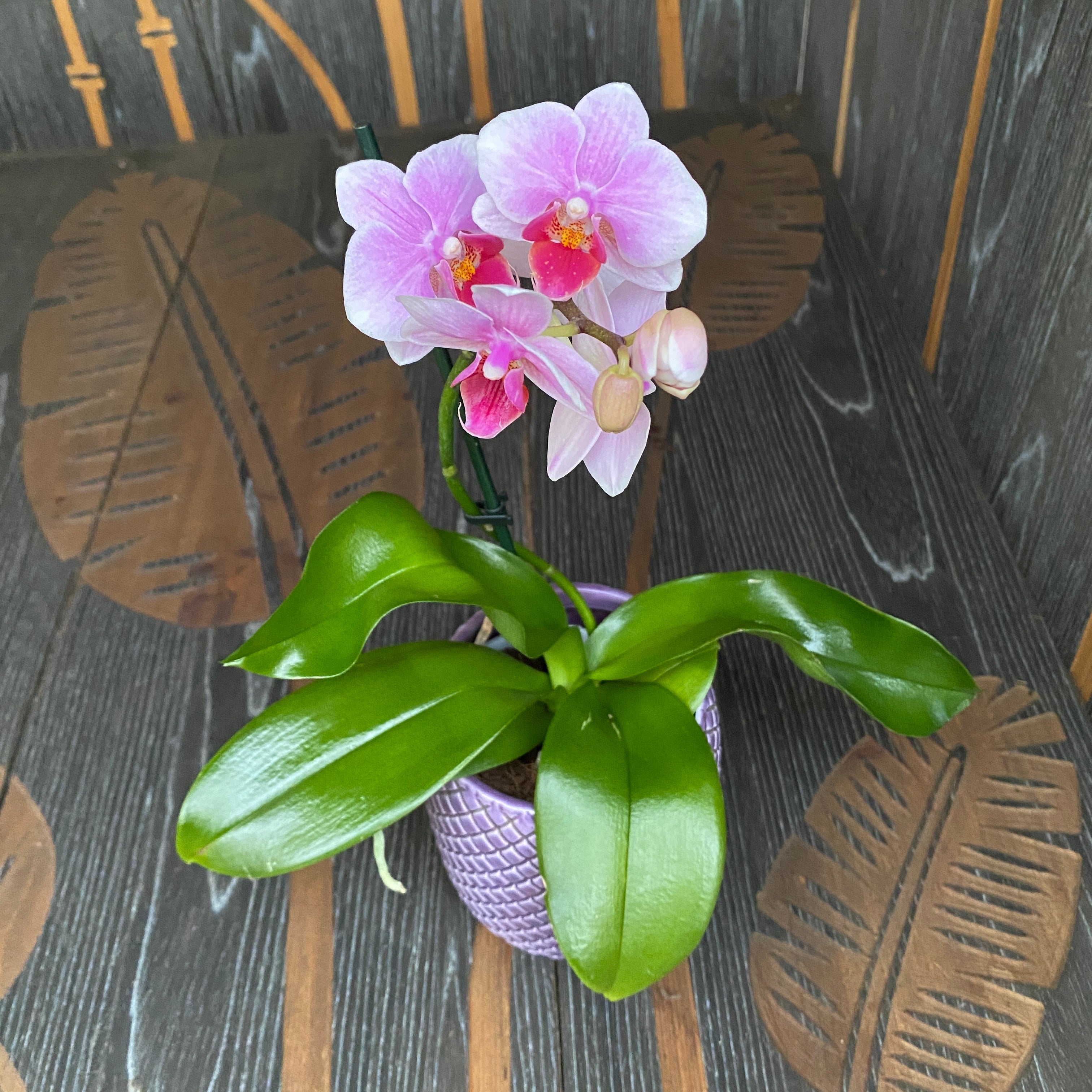 Phalaenopsis Belem