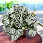 Begonia Silver Jewel XL - frunzis metalizat si aspect luxuriant