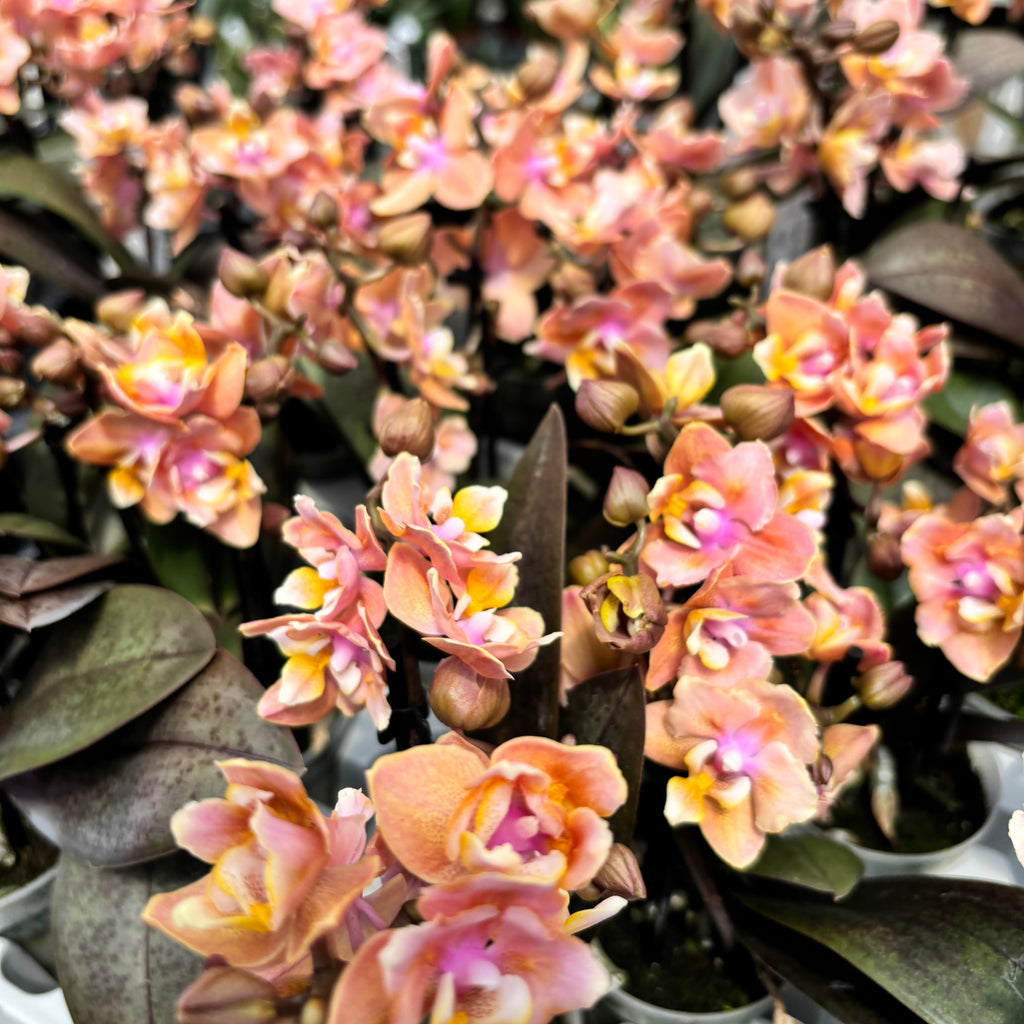 Phalaenopsis Aromio Carola parfumée et pelorique (Papillon)D7