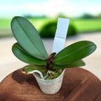 Phalaenopsis Miki Black Queen '3107'