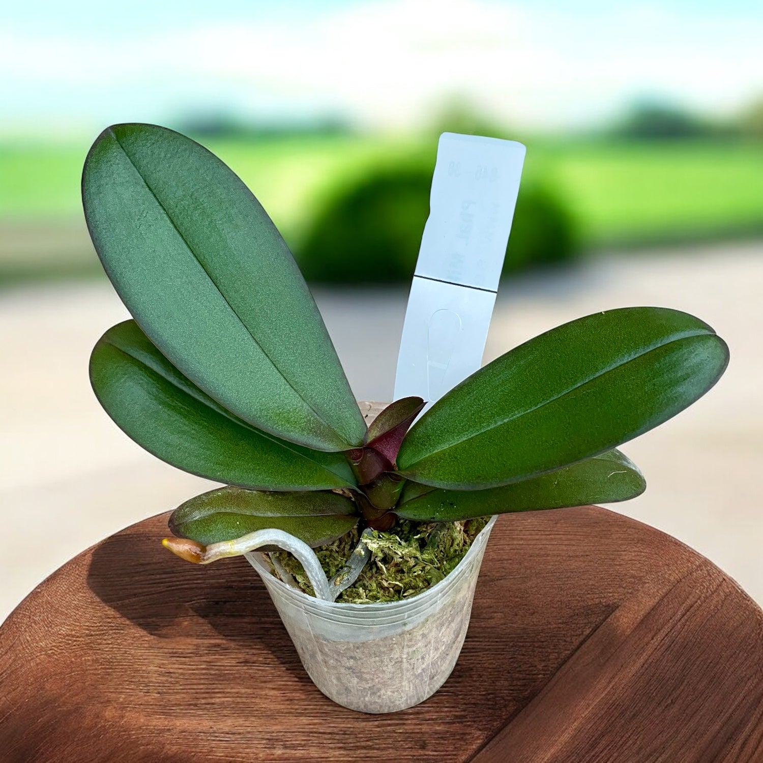 Phalaenopsis Miki Black Queen '3107'