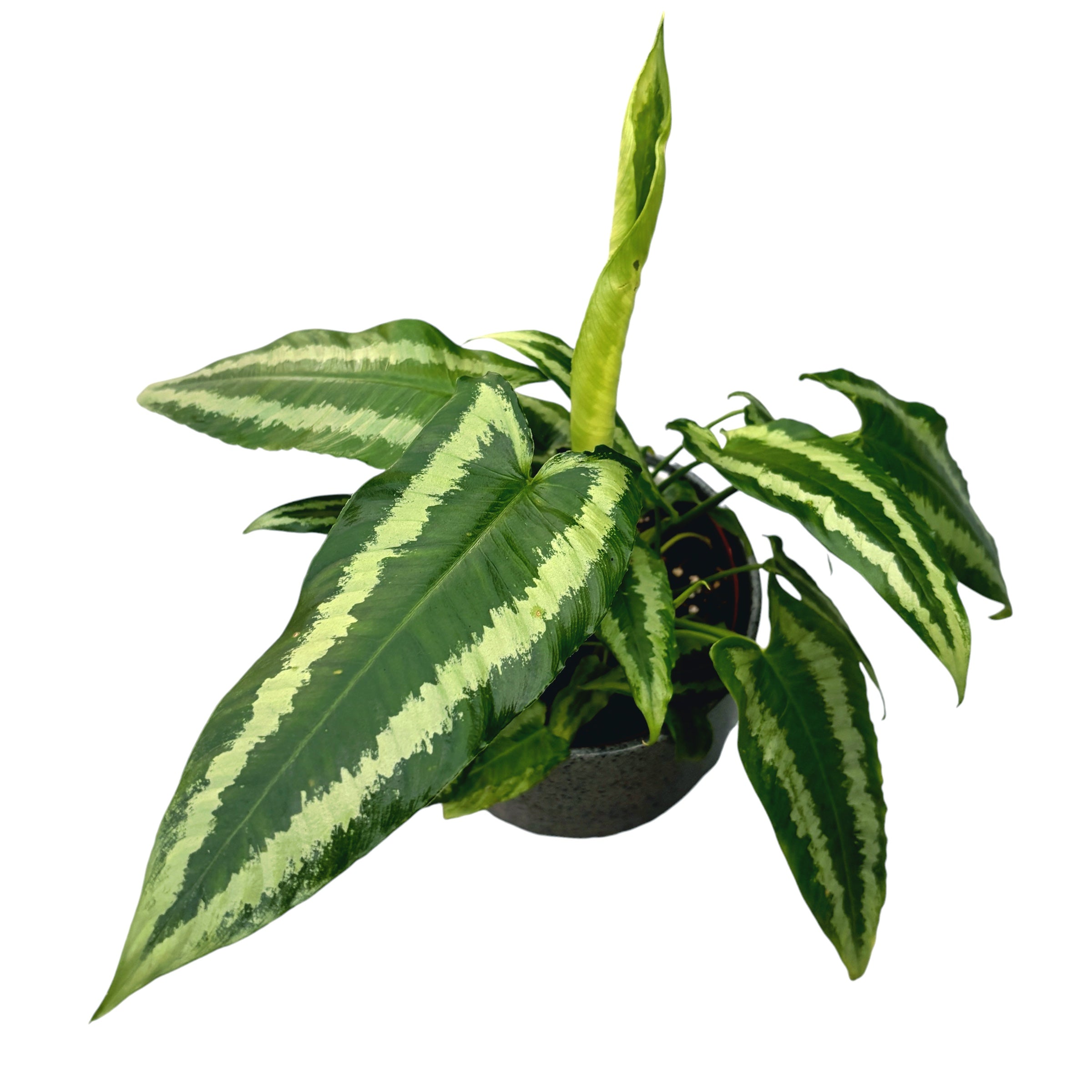 Schismatoglottis wallichii D12