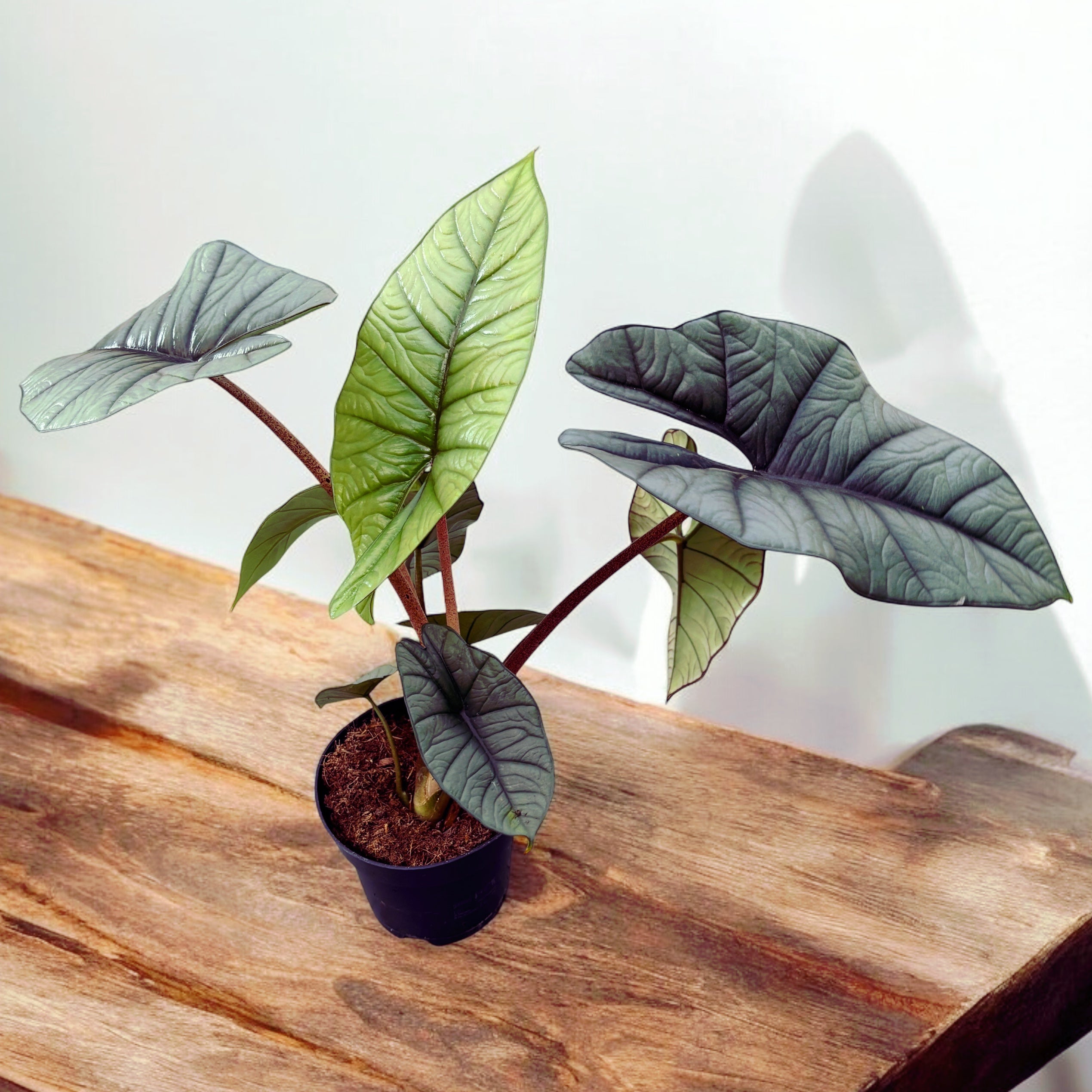 Alocasia 'Platinum' - varietate rara cu frunzis argintiu-metalizat