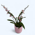 Oncidium (Cyrtocidium) Holm’s Wizard - šareno - vrlo mirisno!