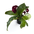 Streptocarpus 'The Ultimate Beauty' - flori duble