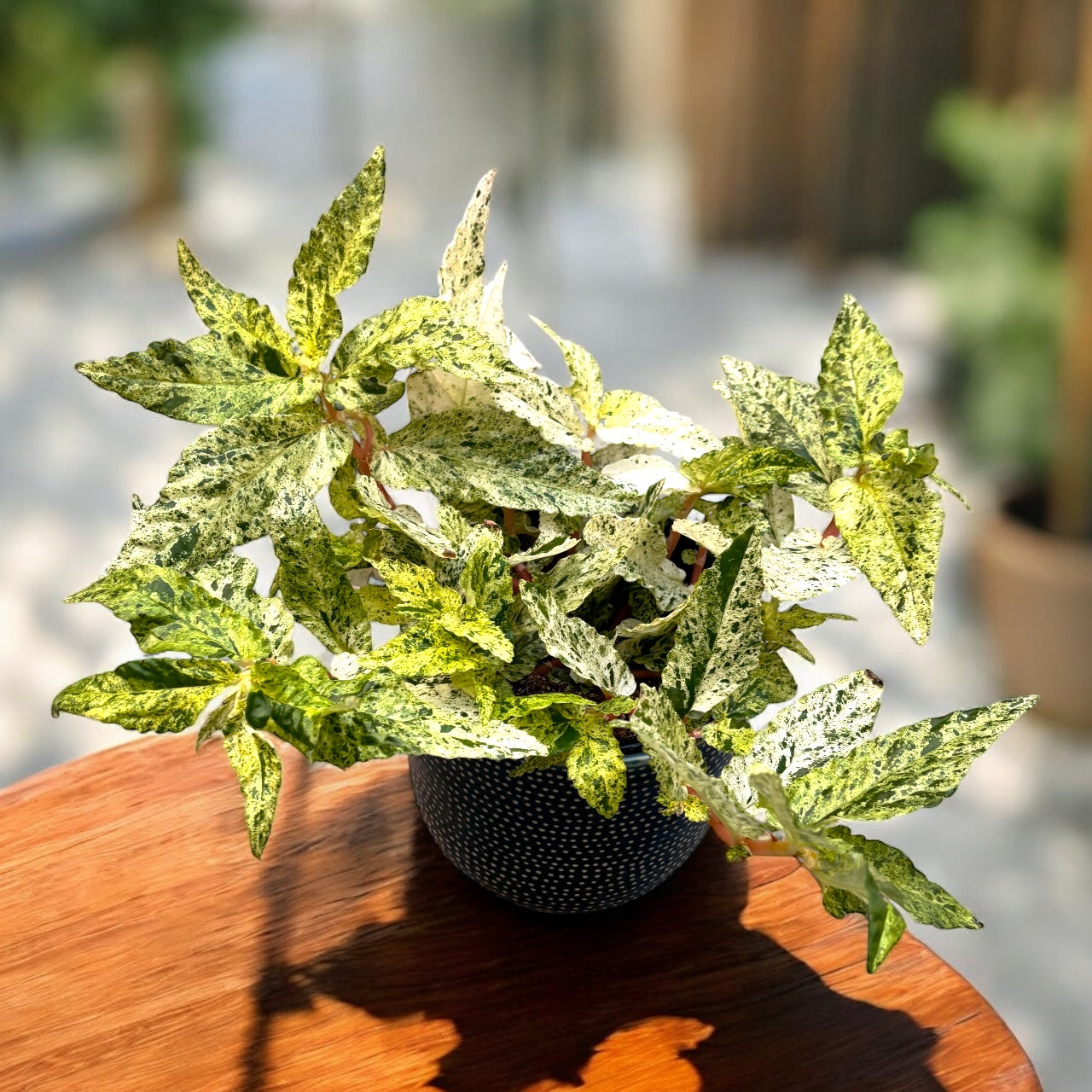 Pellionia repens 'Variegata' - planta exotica cu frunzis spectaculos