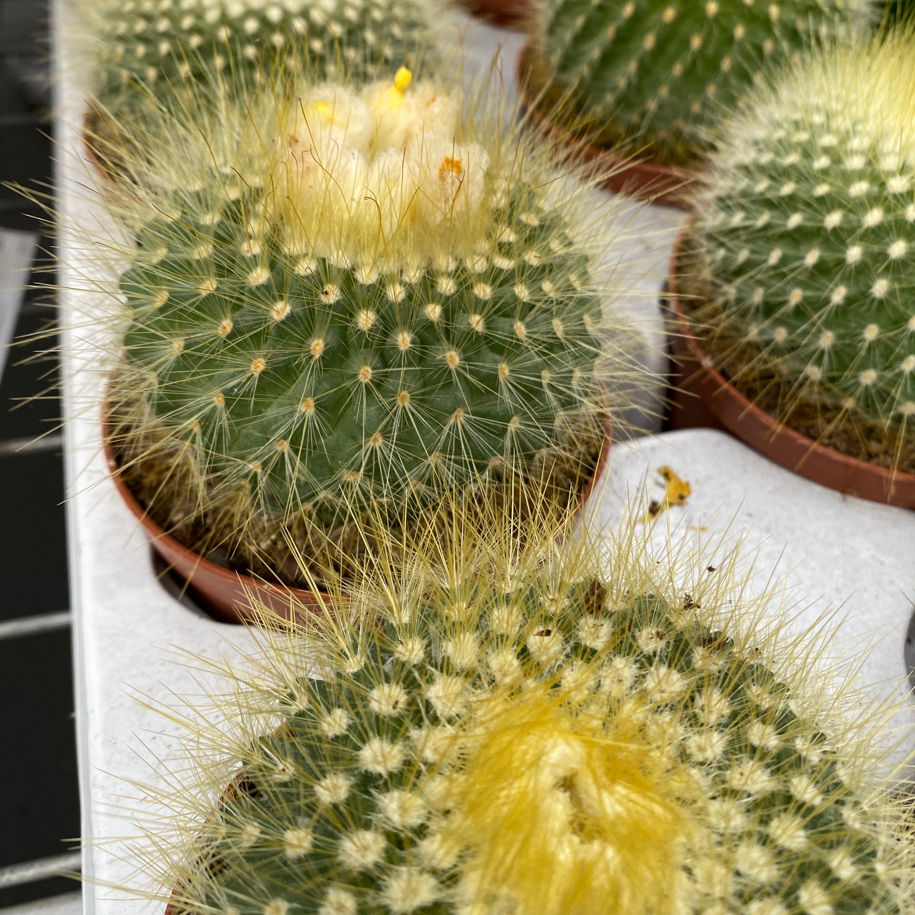 Parodia Chrysacanthion