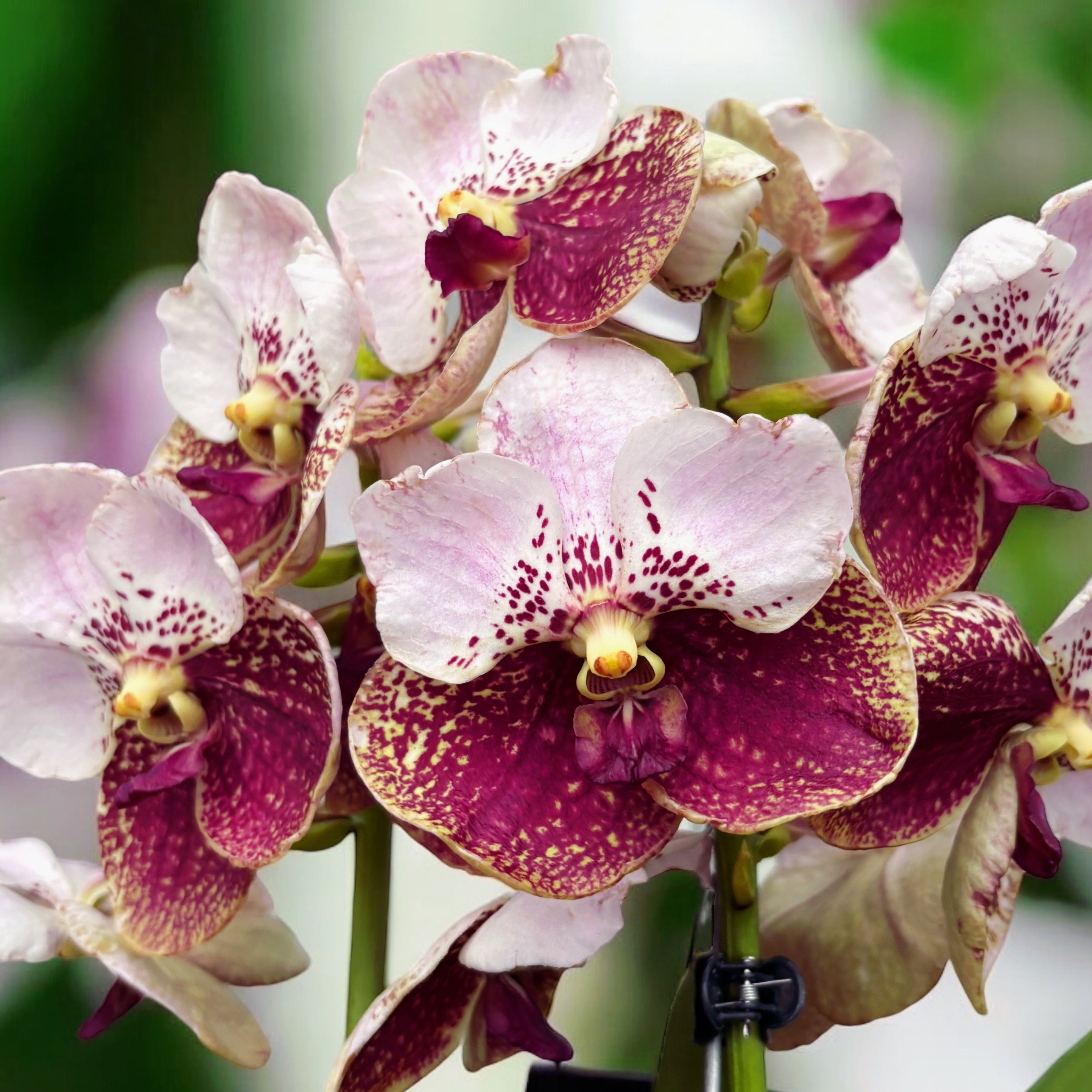 Vanda Sanderiana (Ansu)
