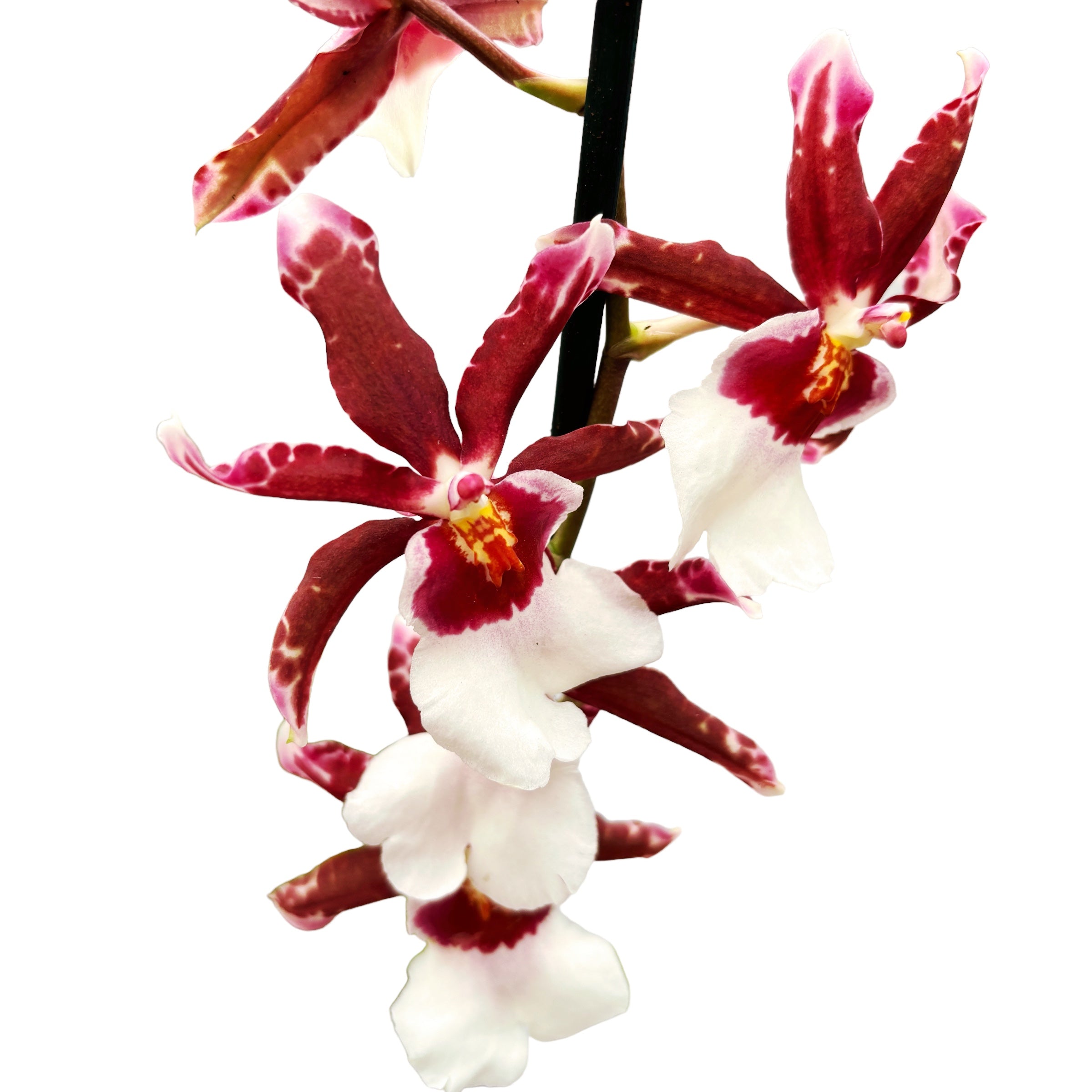 Oncidium Debutante Fredensbog - fragrant