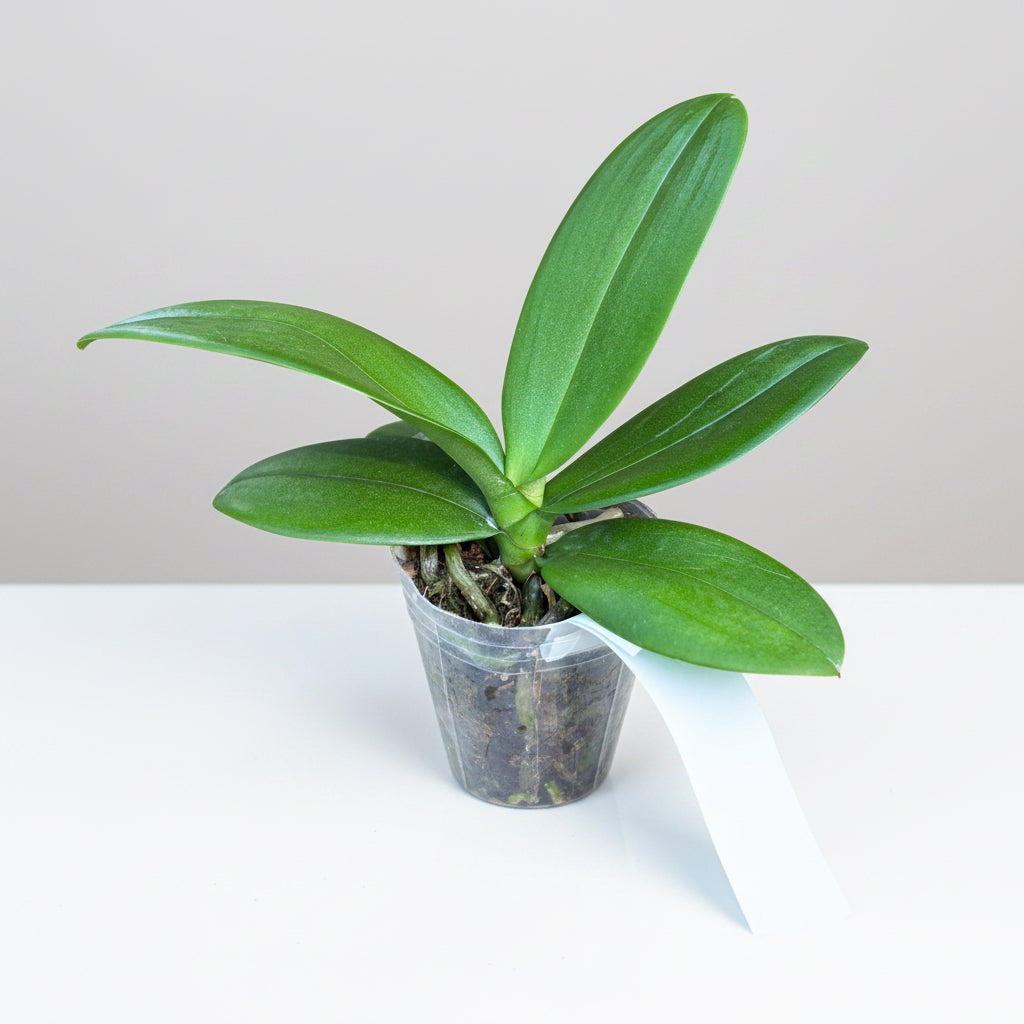 Phalaenopsis Younghome Walle '06139' - big lip (Taiwan)