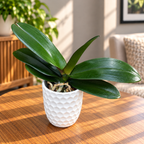 Phalaenopsis Miki Lord (pelorisk stor läpp)