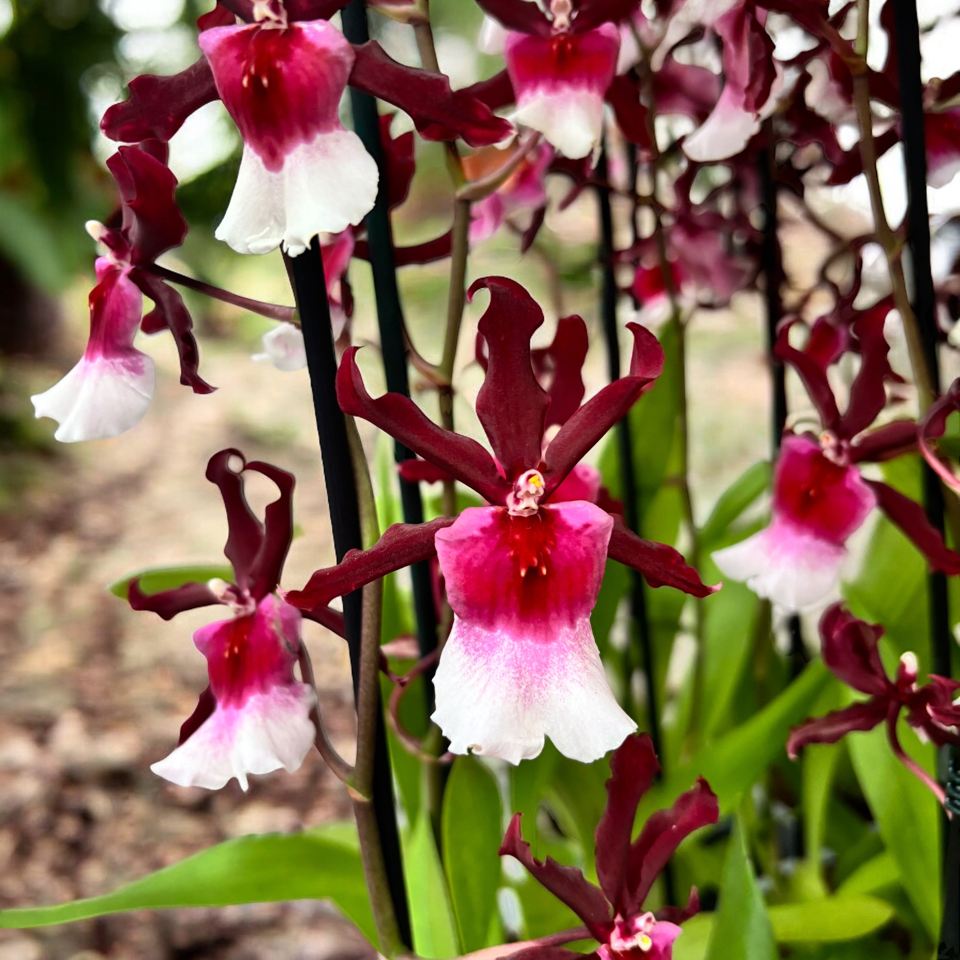 Miltonidium Bartley Star fragrant