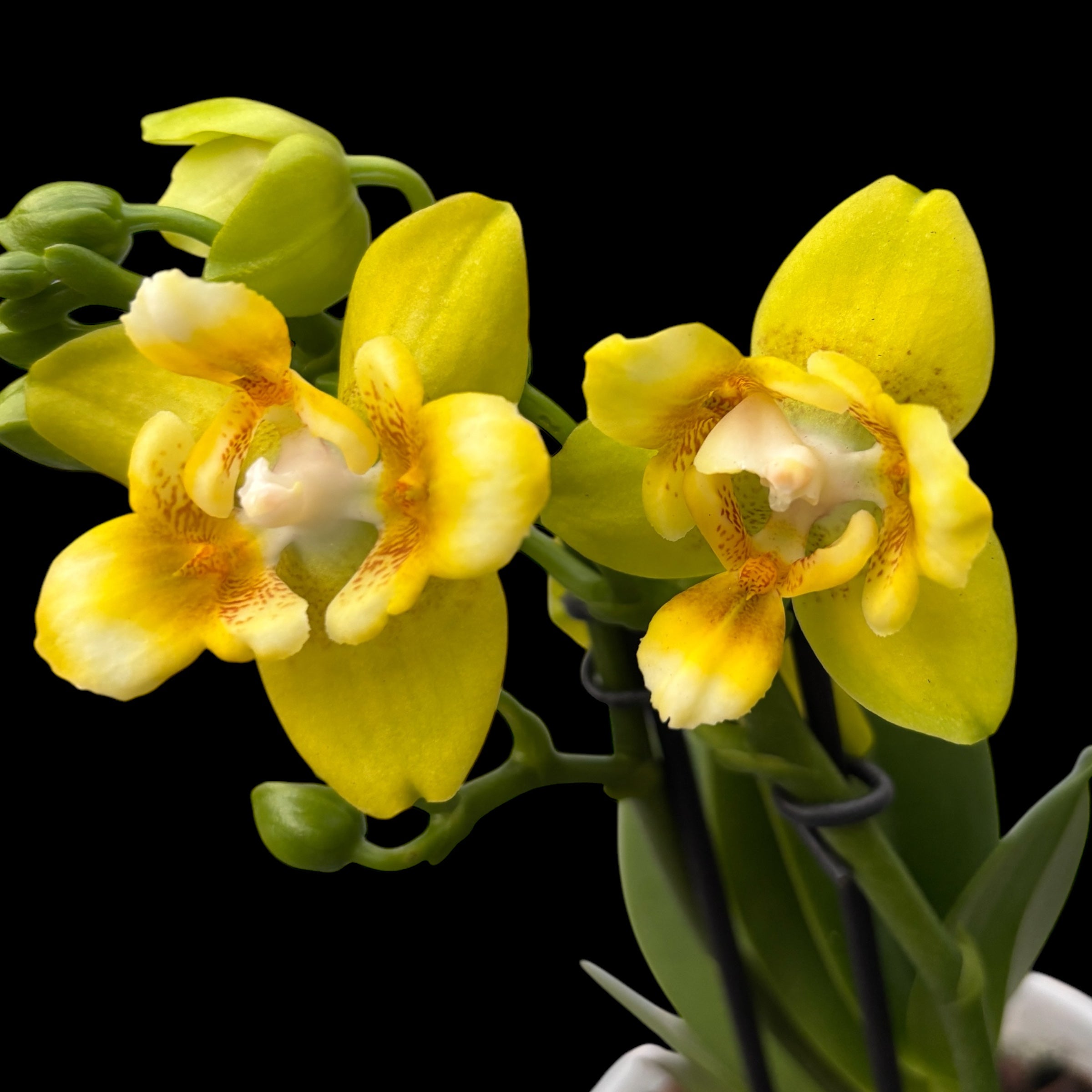 Phalaenopsis Yaphon Perbalm - pelorica