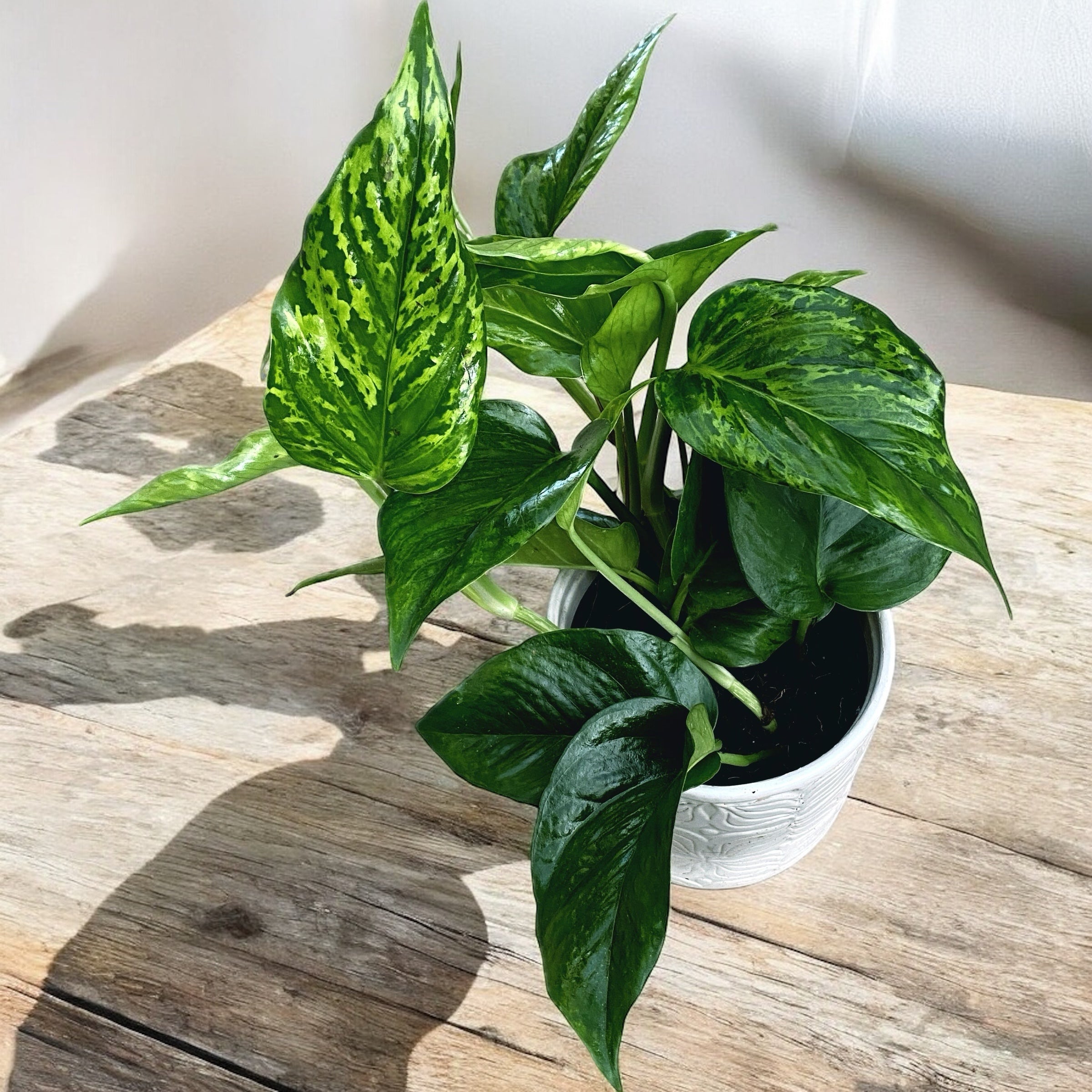 Epipremnum aureum 'Marble Green' - 3 plante/ghiveci