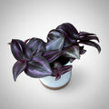 Tradescantia zebrina 'Purpusii Purple Joy' (babyplant)