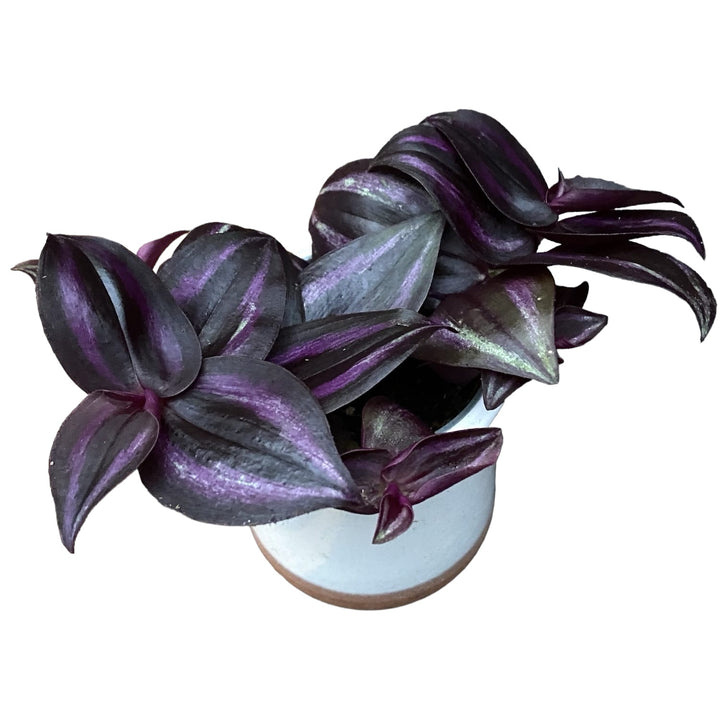 Tradescantia zebrina 'Purpusii Purple Joy' (babyplant)