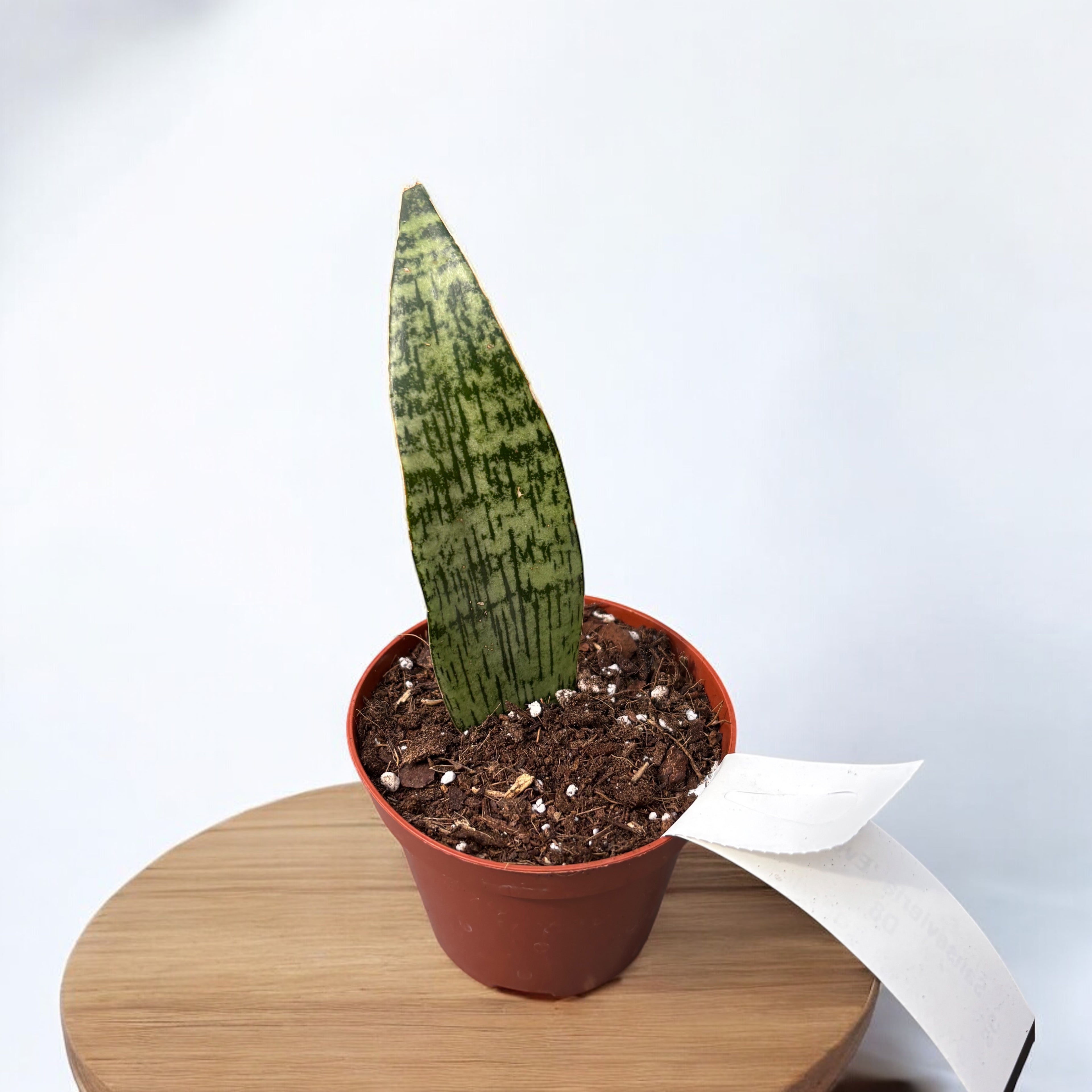 Sansevieria ‘Everest’
