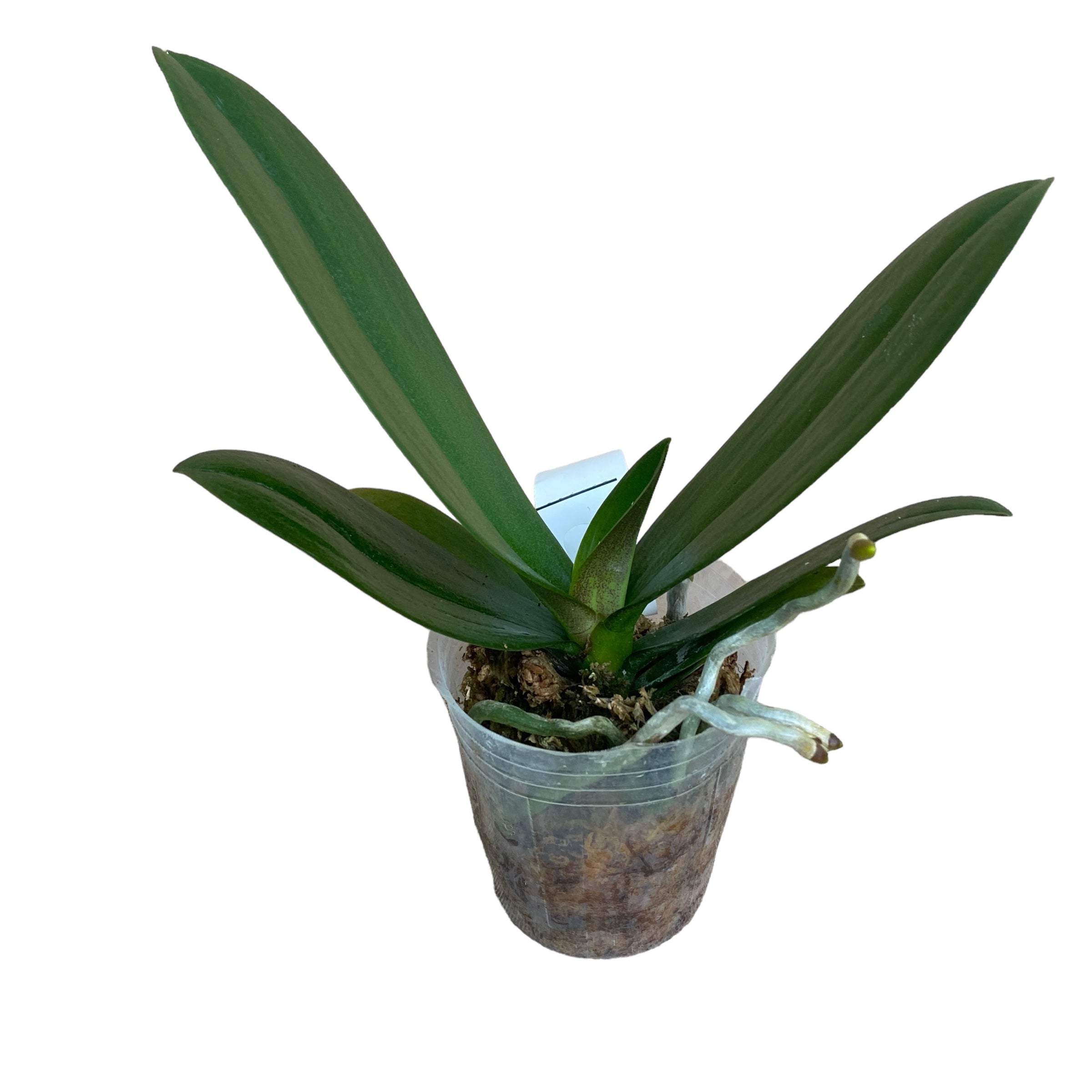 Phalaenopsis Tiannong Golden Vivien '957' (peloric)