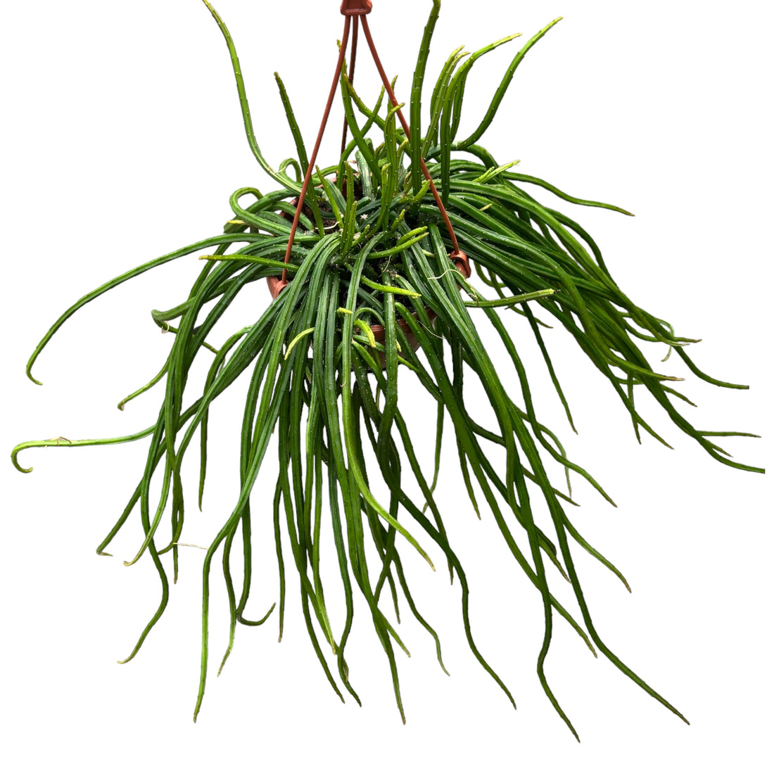 Selenicereus wrecklei (Rhipsalis wrecklei) - exemplare XL