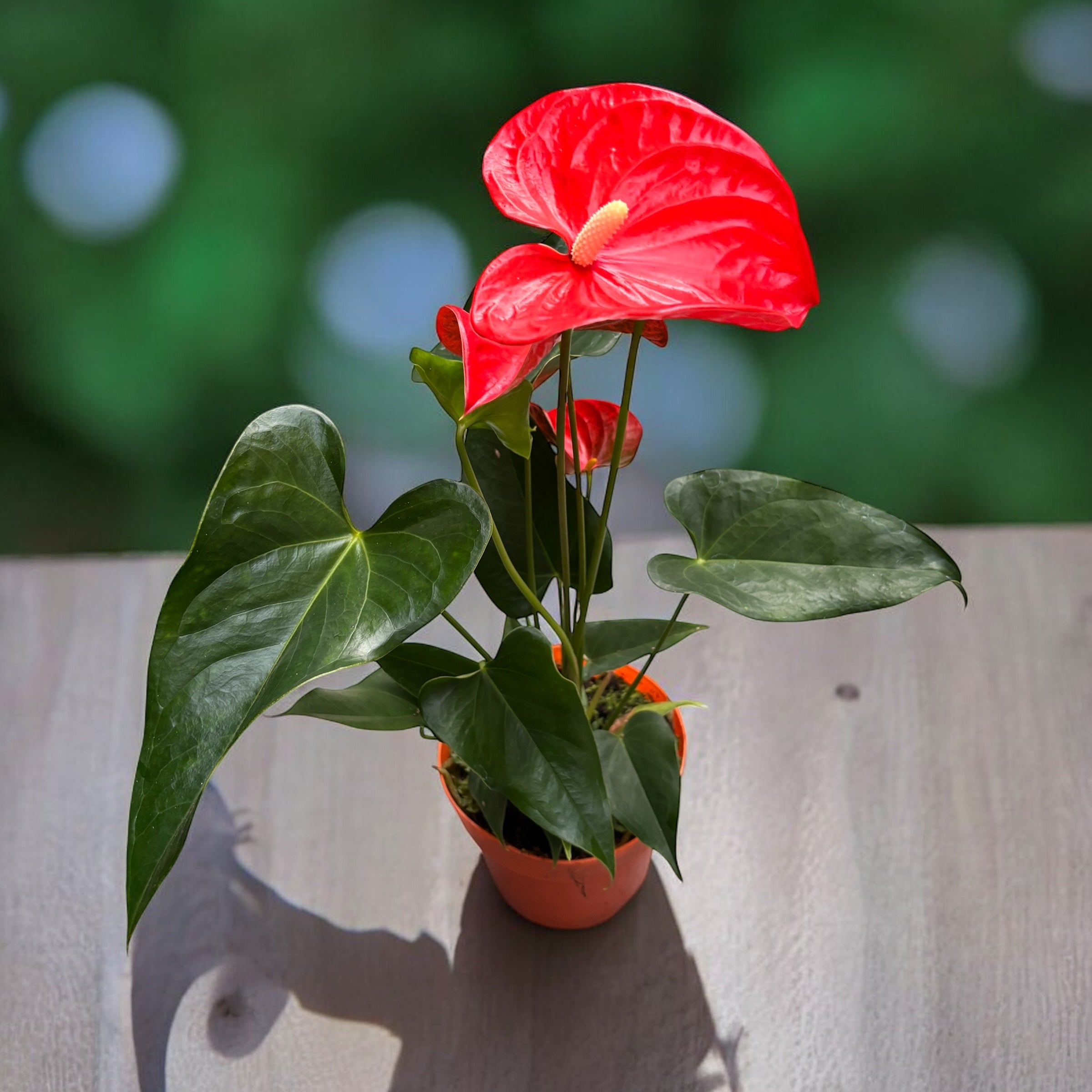 anthurium orange champion Anthurium Orange Champion (XL flowers) – Secret Garden Plant Shop