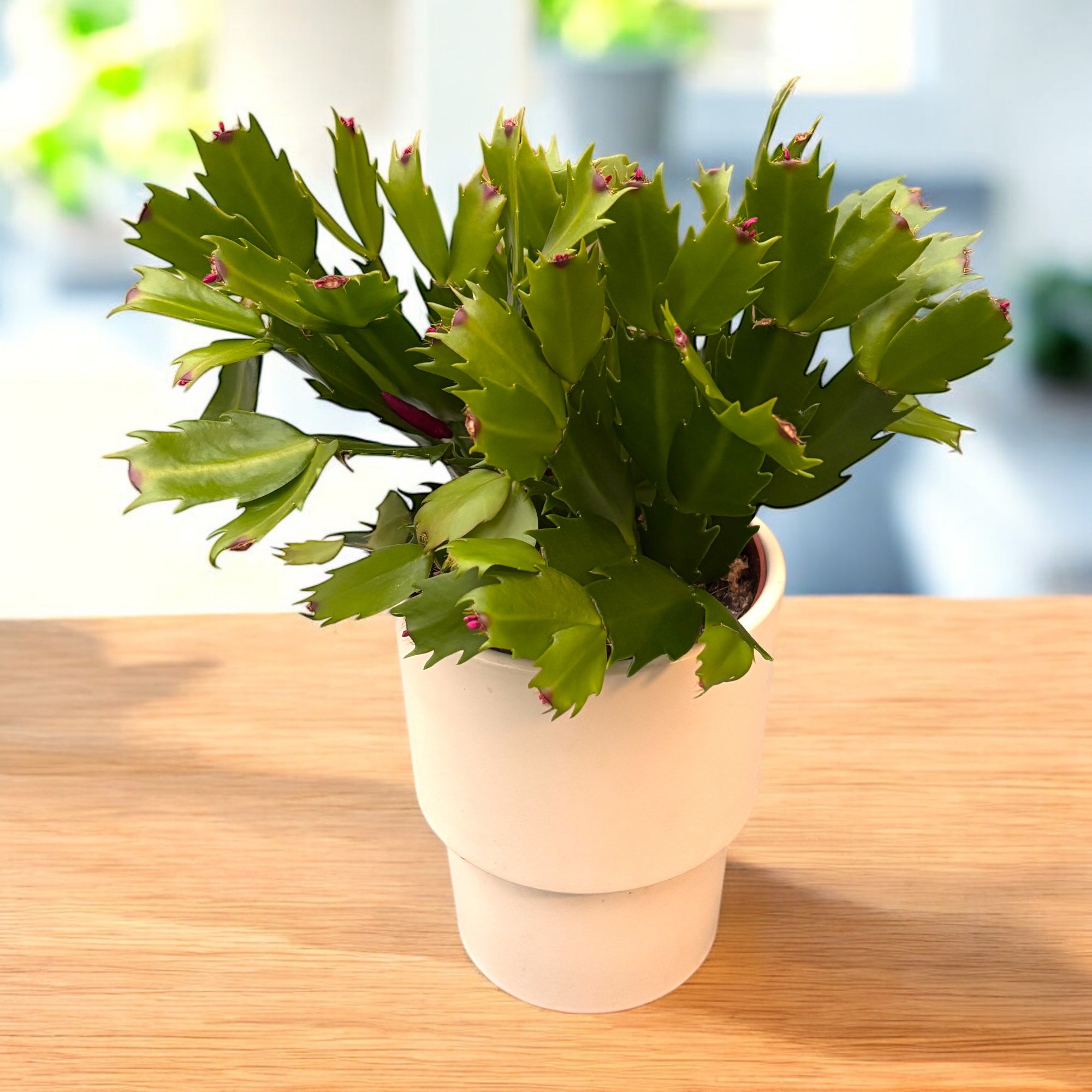 Schlumbergera truncata ‘Flame Red’ -  cactus de Craciun