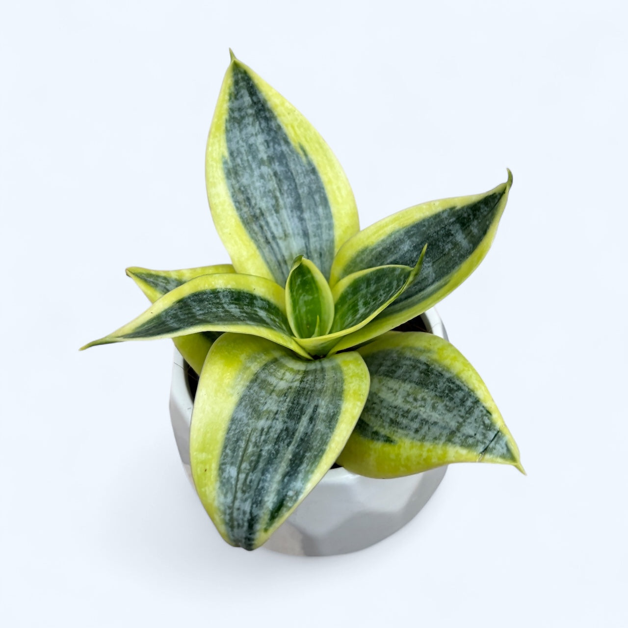 sansevieria sun Sansevieria hahnii 'Sun' – Secret Garden Plant Shop