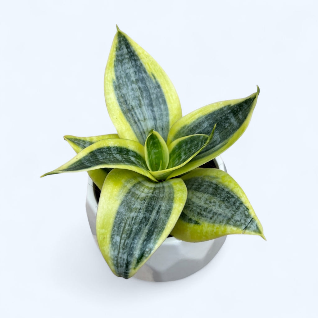 Sansevieria hahnii 'Sun'