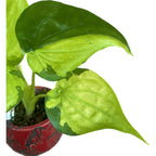 Alocasia cucullata 'Banana Split' (Variegata)